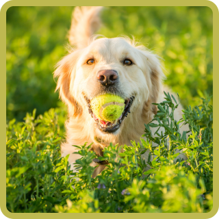 Golden Retriever i&nbsp;Labrador. Jak uchronić rasy o&nbsp;dużym apetycie przed&nbsp;nadwagą?